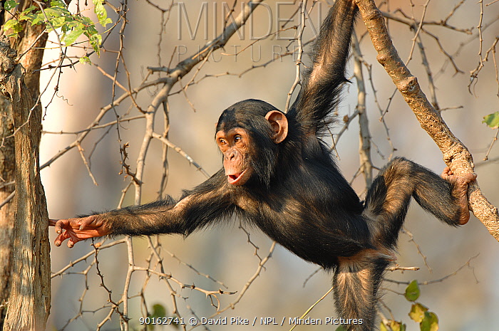 Natural Rehab. Who frequently uses their shoulders but seldom has injuries? Chimpanzees.